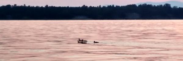 Sunset on Lake Champlain with ducks